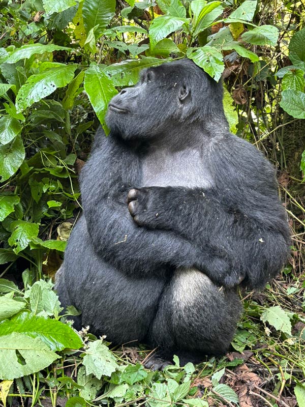 A large gorilla sits on the ground among green foliage, looking to the side with its arms crossed over its chest—a captivating sight you could witness with Amatsiko Tours.